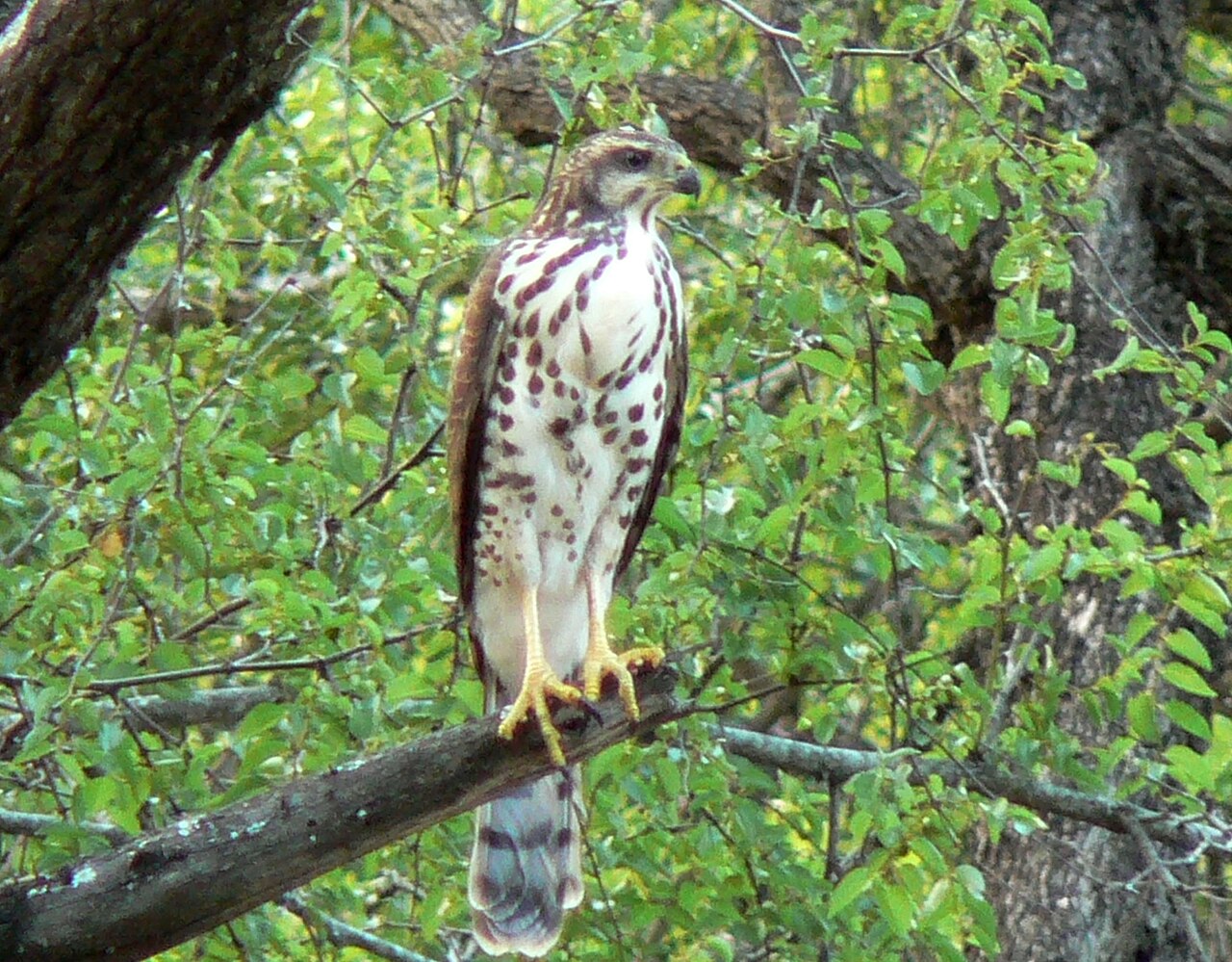 African Goshawk