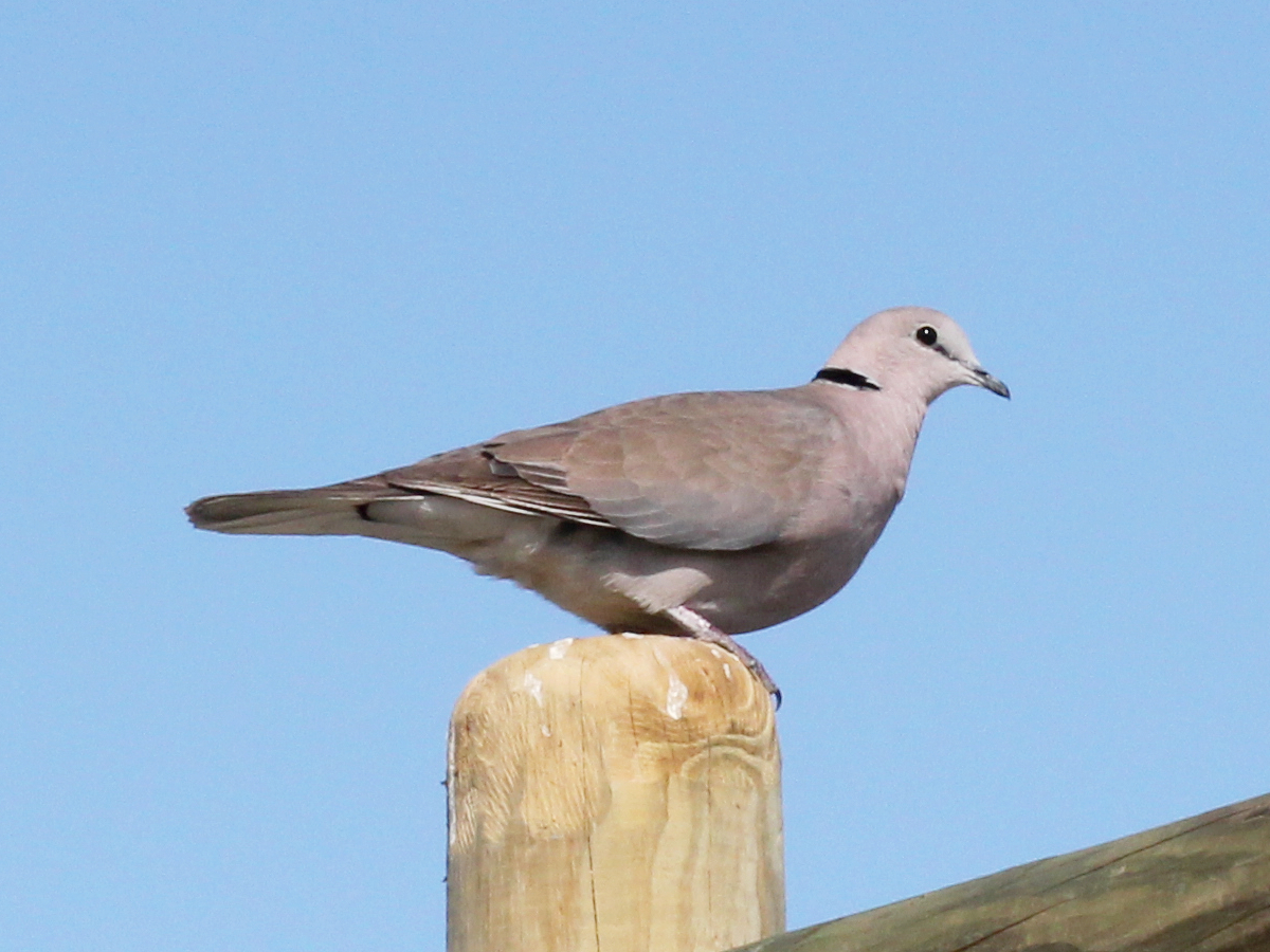 Ring-necked Dove