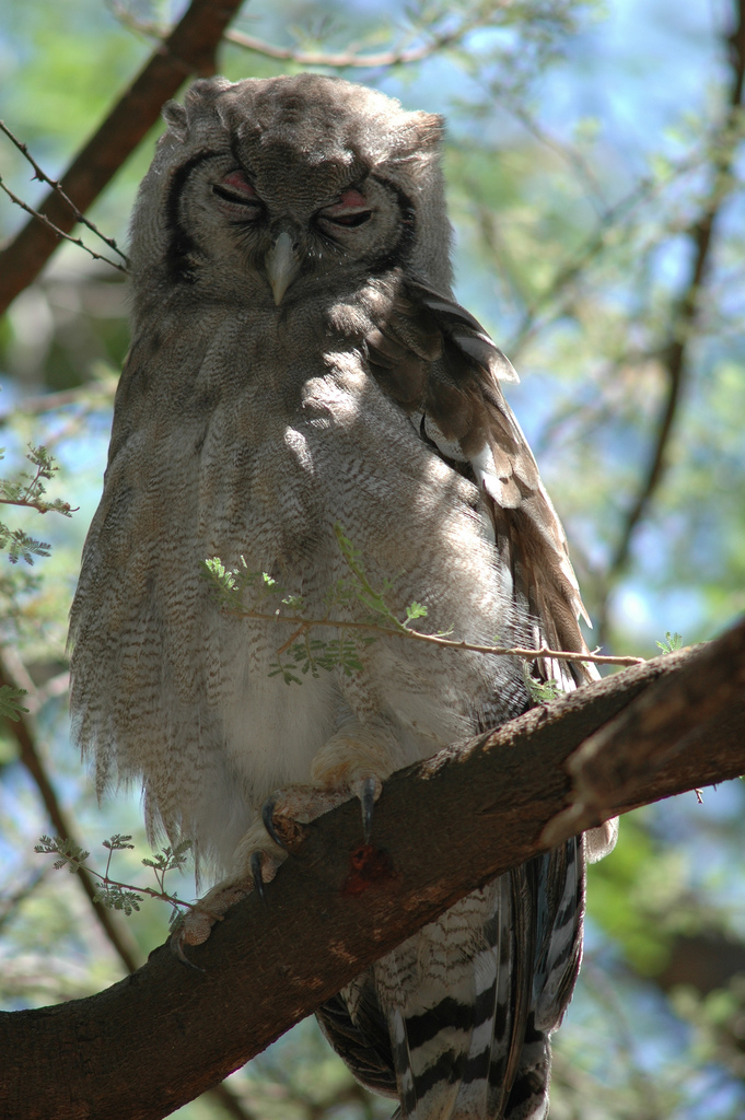Verreaux's Eagle-Owl