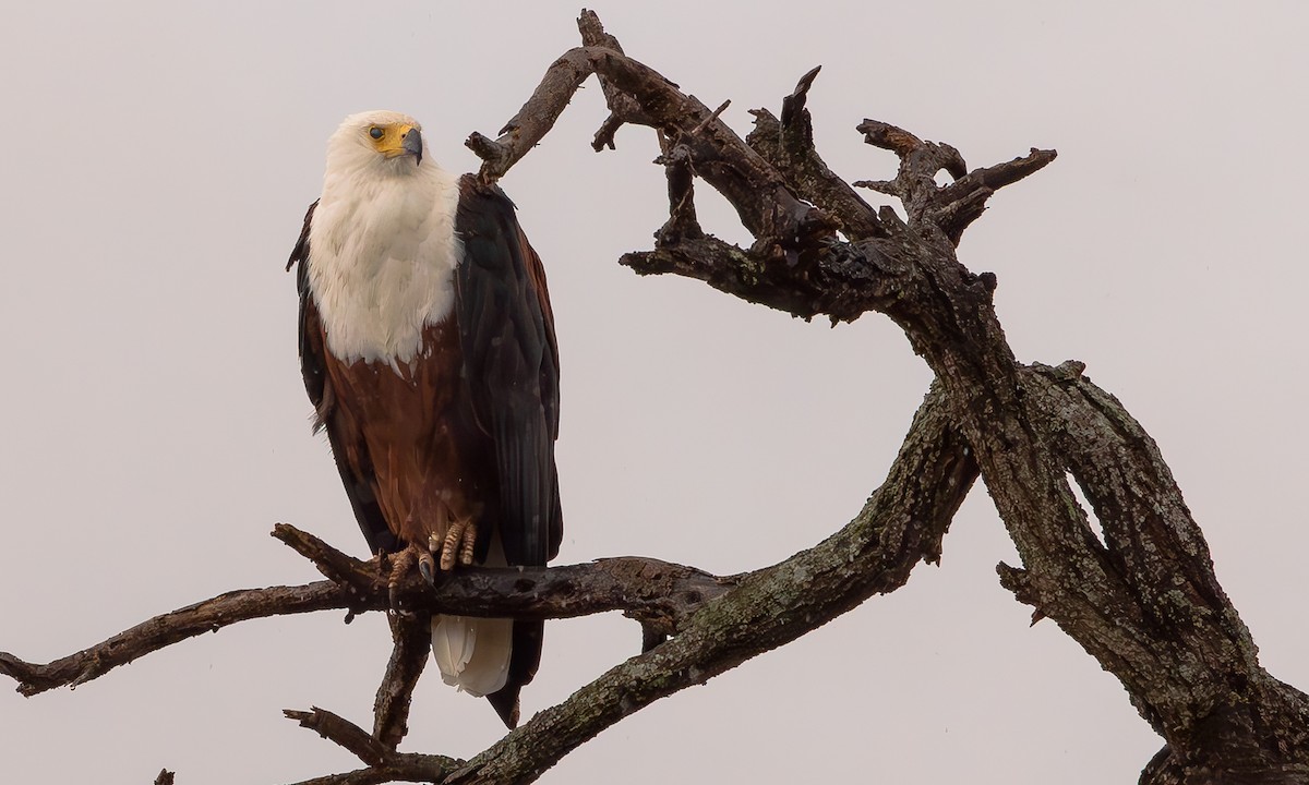 African Fish Eagle