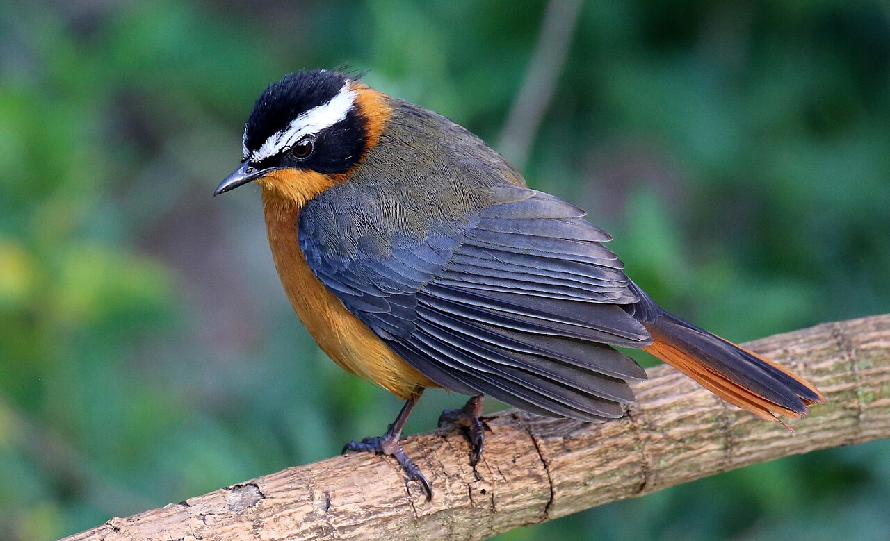 White-browed Robin-Chat