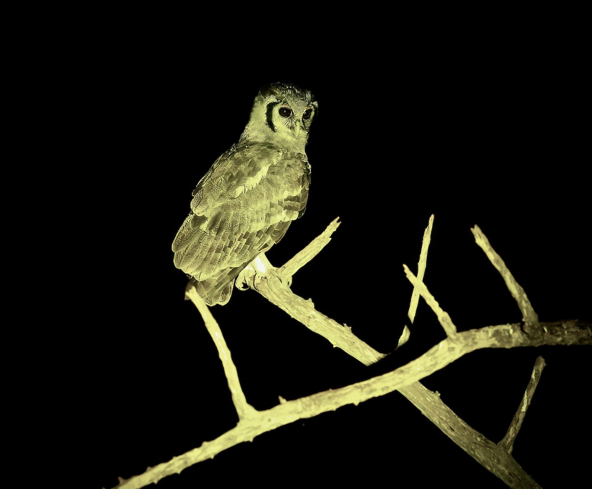 Verreaux's Eagle-Owl
