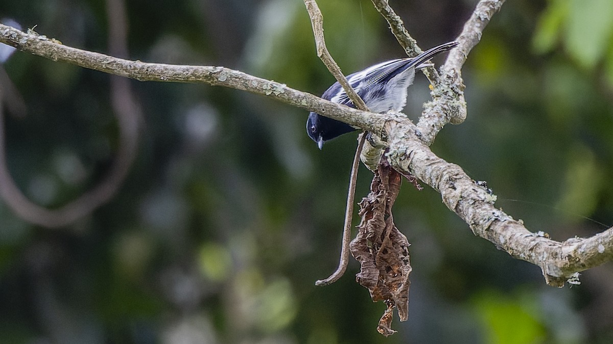 White-bellied Tit