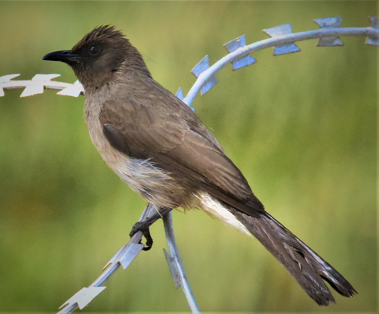 Common Bulbul
