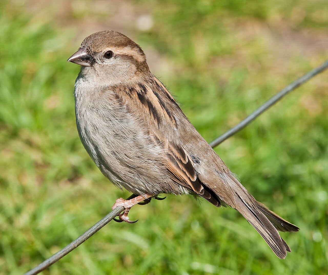 Reference image of Passer domesticus