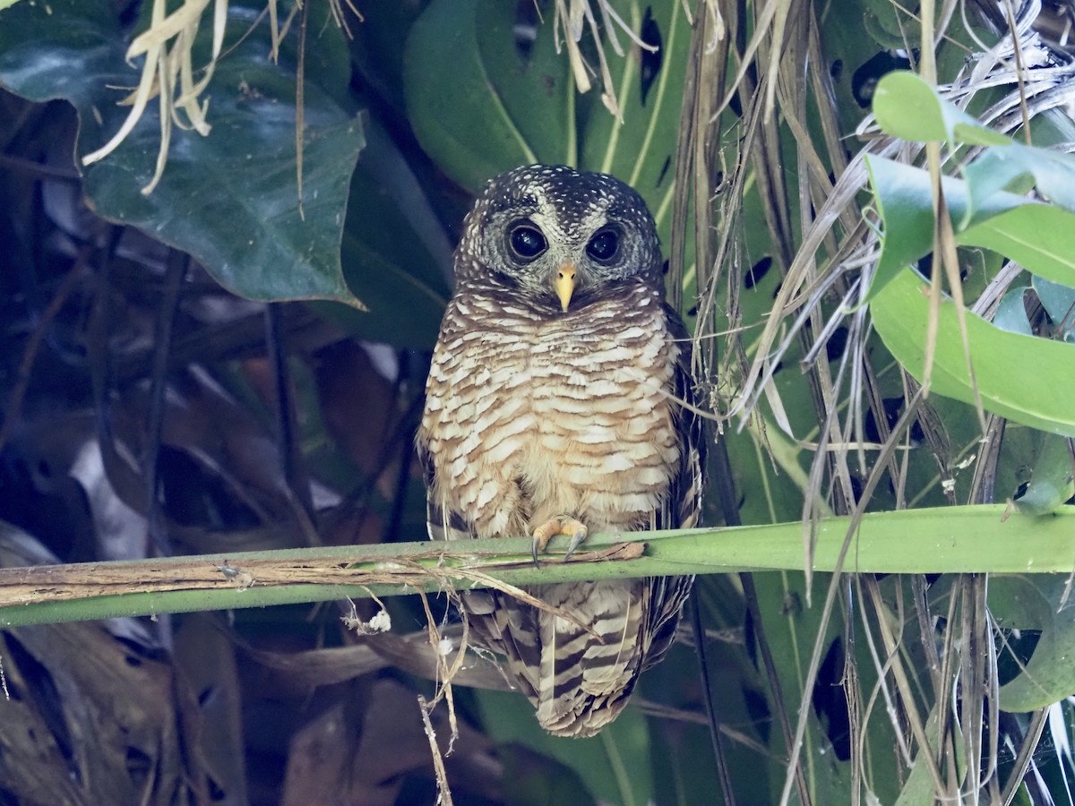 African Wood Owl