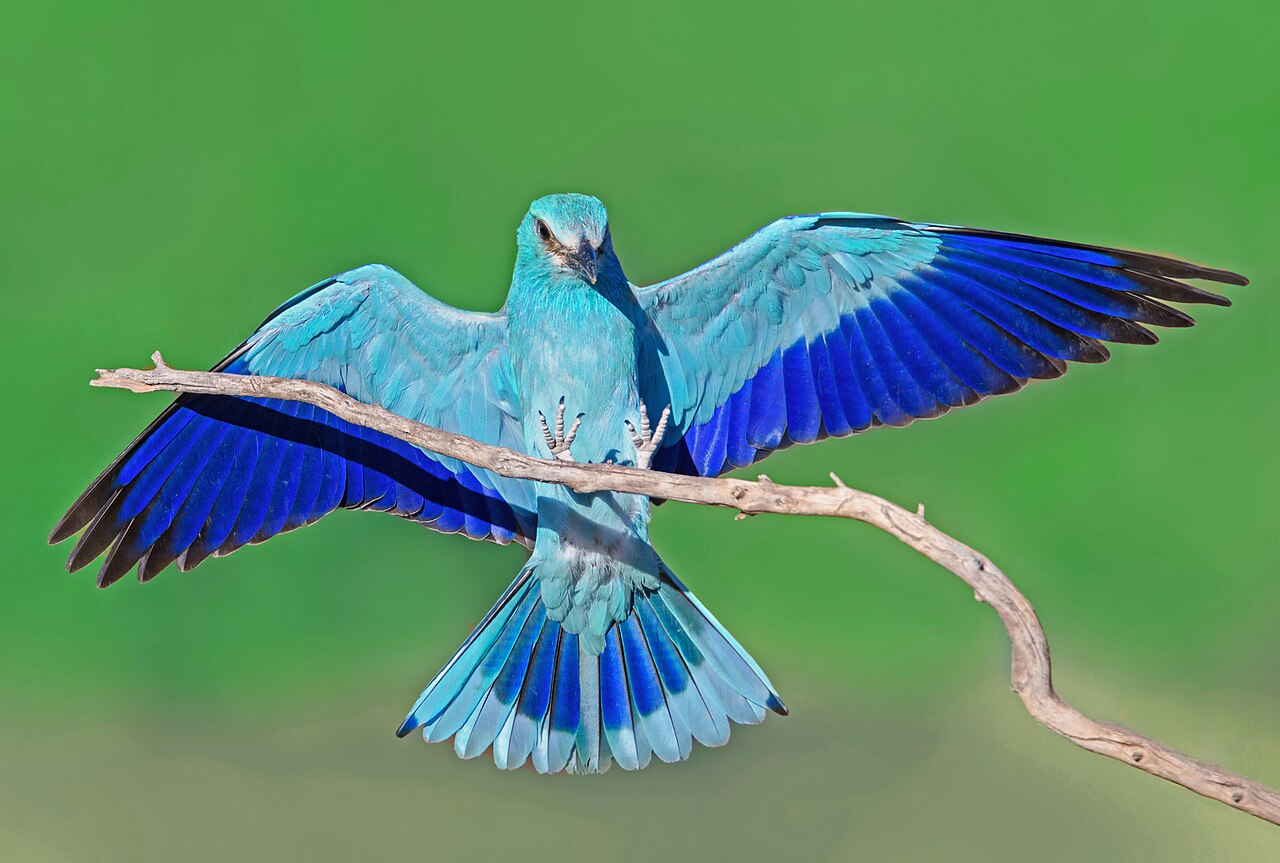 Reference image of Coracias garrulus