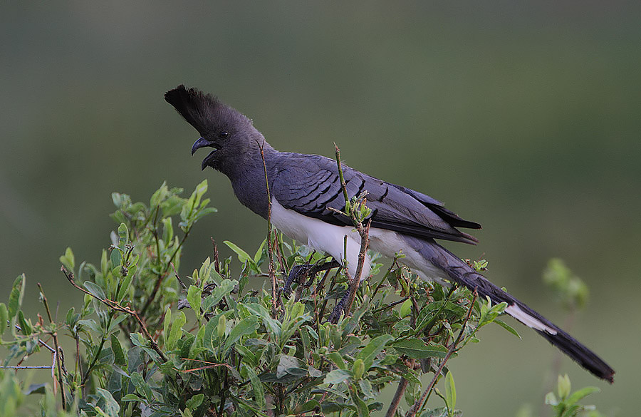 Reference image of Crinifer leucogaster